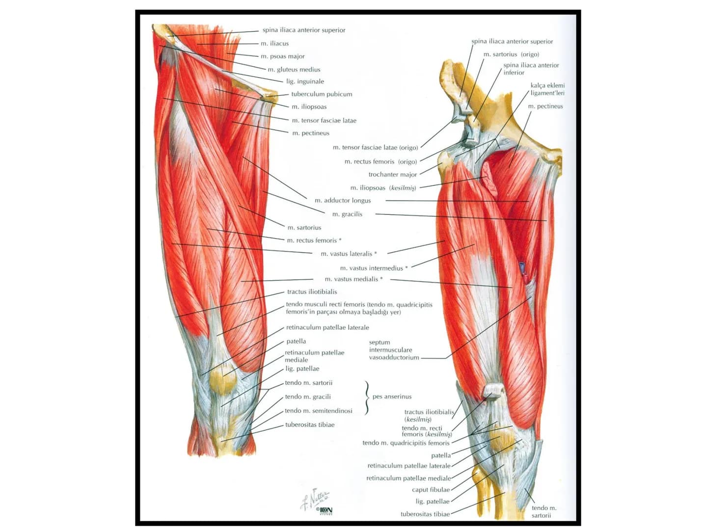 ALT TARAF KASLARI KALÇA KEMERİ KASLARI
ÖN GRUP
•
M.iliopsoas
-
-
-
- M.psoas major
⚫ Lumbal omurlardan başlar
M.iliacus
• Fossa iliaca'dan b