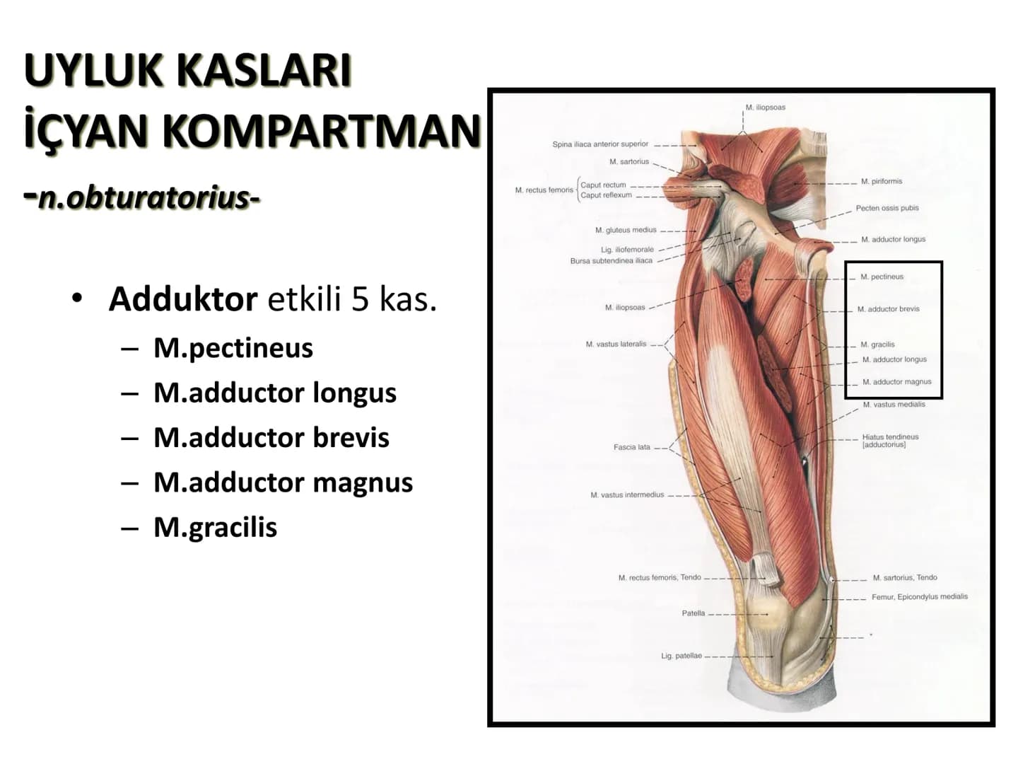 ALT TARAF KASLARI KALÇA KEMERİ KASLARI
ÖN GRUP
•
M.iliopsoas
-
-
-
- M.psoas major
⚫ Lumbal omurlardan başlar
M.iliacus
• Fossa iliaca'dan b