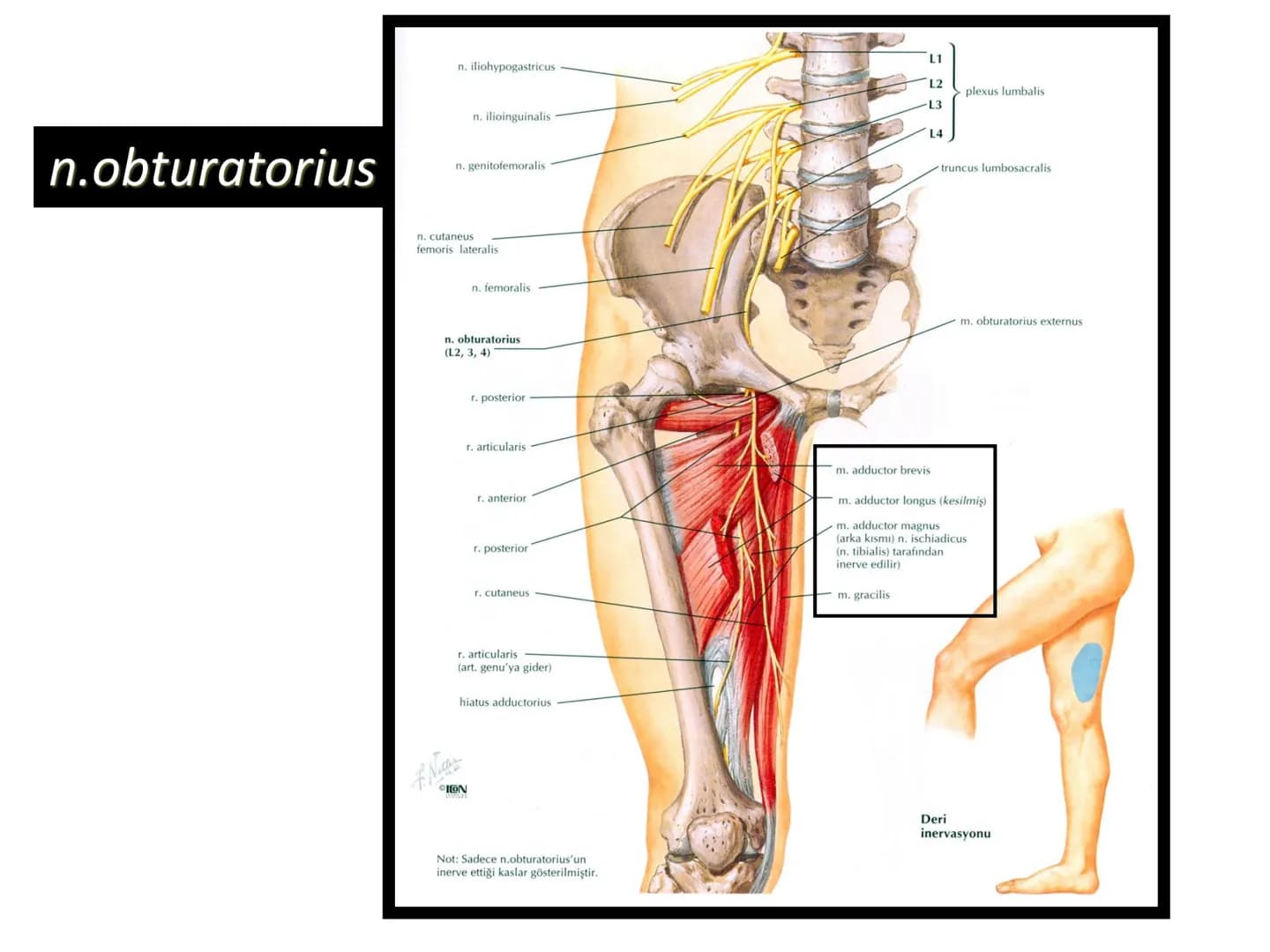 ALT TARAF KASLARI KALÇA KEMERİ KASLARI
ÖN GRUP
•
M.iliopsoas
-
-
-
- M.psoas major
⚫ Lumbal omurlardan başlar
M.iliacus
• Fossa iliaca'dan b
