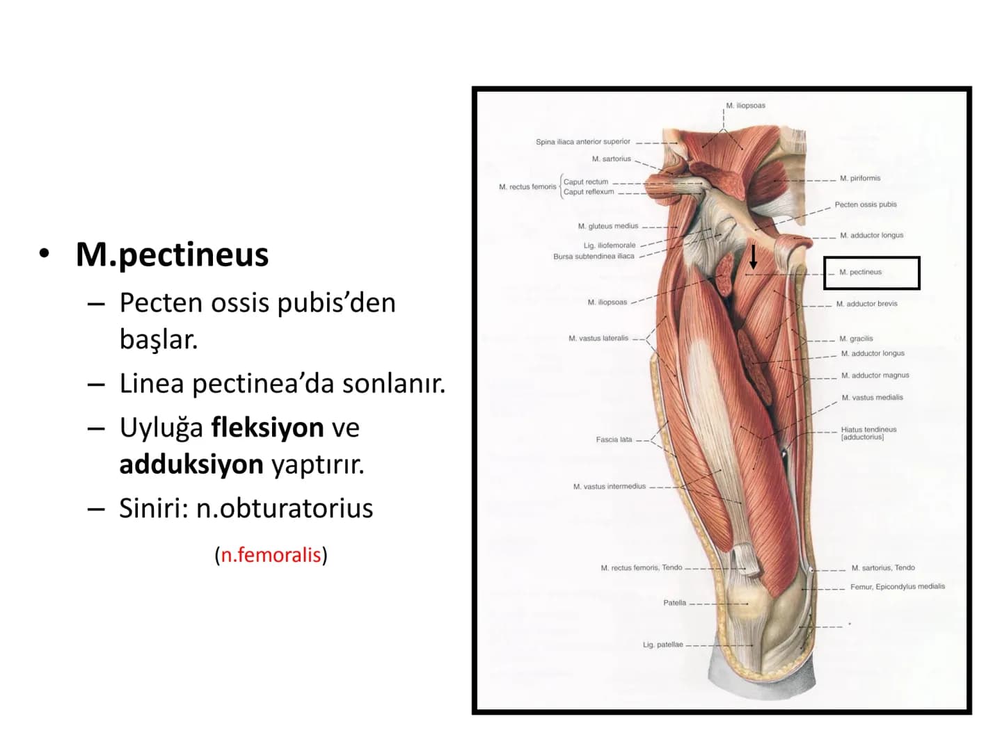 ALT TARAF KASLARI KALÇA KEMERİ KASLARI
ÖN GRUP
•
M.iliopsoas
-
-
-
- M.psoas major
⚫ Lumbal omurlardan başlar
M.iliacus
• Fossa iliaca'dan b