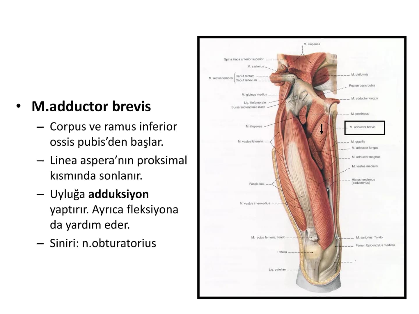 ALT TARAF KASLARI KALÇA KEMERİ KASLARI
ÖN GRUP
•
M.iliopsoas
-
-
-
- M.psoas major
⚫ Lumbal omurlardan başlar
M.iliacus
• Fossa iliaca'dan b