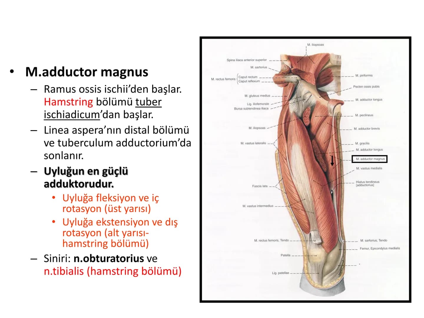 ALT TARAF KASLARI KALÇA KEMERİ KASLARI
ÖN GRUP
•
M.iliopsoas
-
-
-
- M.psoas major
⚫ Lumbal omurlardan başlar
M.iliacus
• Fossa iliaca'dan b