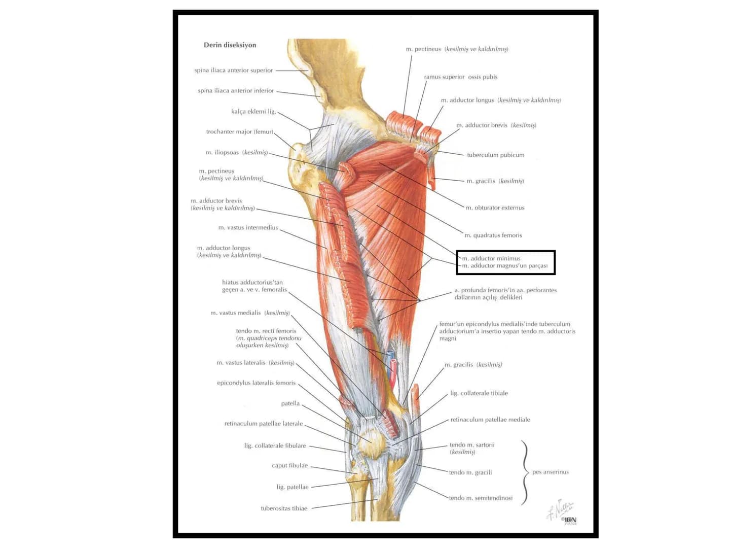 ALT TARAF KASLARI KALÇA KEMERİ KASLARI
ÖN GRUP
•
M.iliopsoas
-
-
-
- M.psoas major
⚫ Lumbal omurlardan başlar
M.iliacus
• Fossa iliaca'dan b
