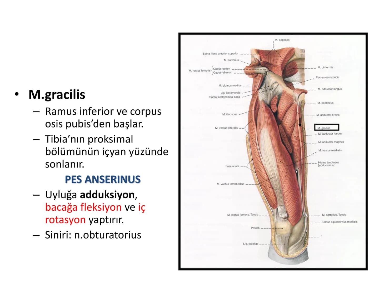 ALT TARAF KASLARI KALÇA KEMERİ KASLARI
ÖN GRUP
•
M.iliopsoas
-
-
-
- M.psoas major
⚫ Lumbal omurlardan başlar
M.iliacus
• Fossa iliaca'dan b