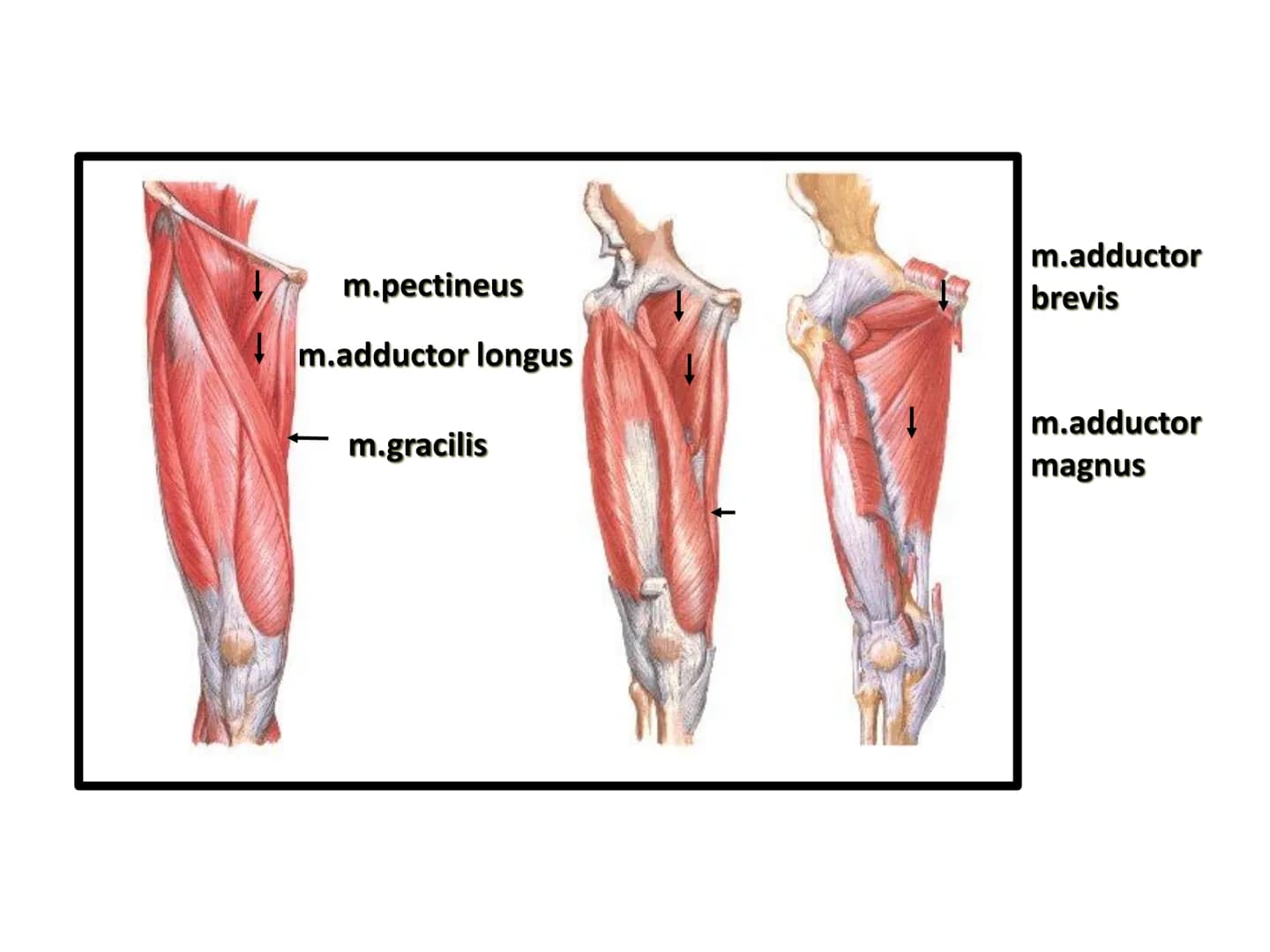 ALT TARAF KASLARI KALÇA KEMERİ KASLARI
ÖN GRUP
•
M.iliopsoas
-
-
-
- M.psoas major
⚫ Lumbal omurlardan başlar
M.iliacus
• Fossa iliaca'dan b