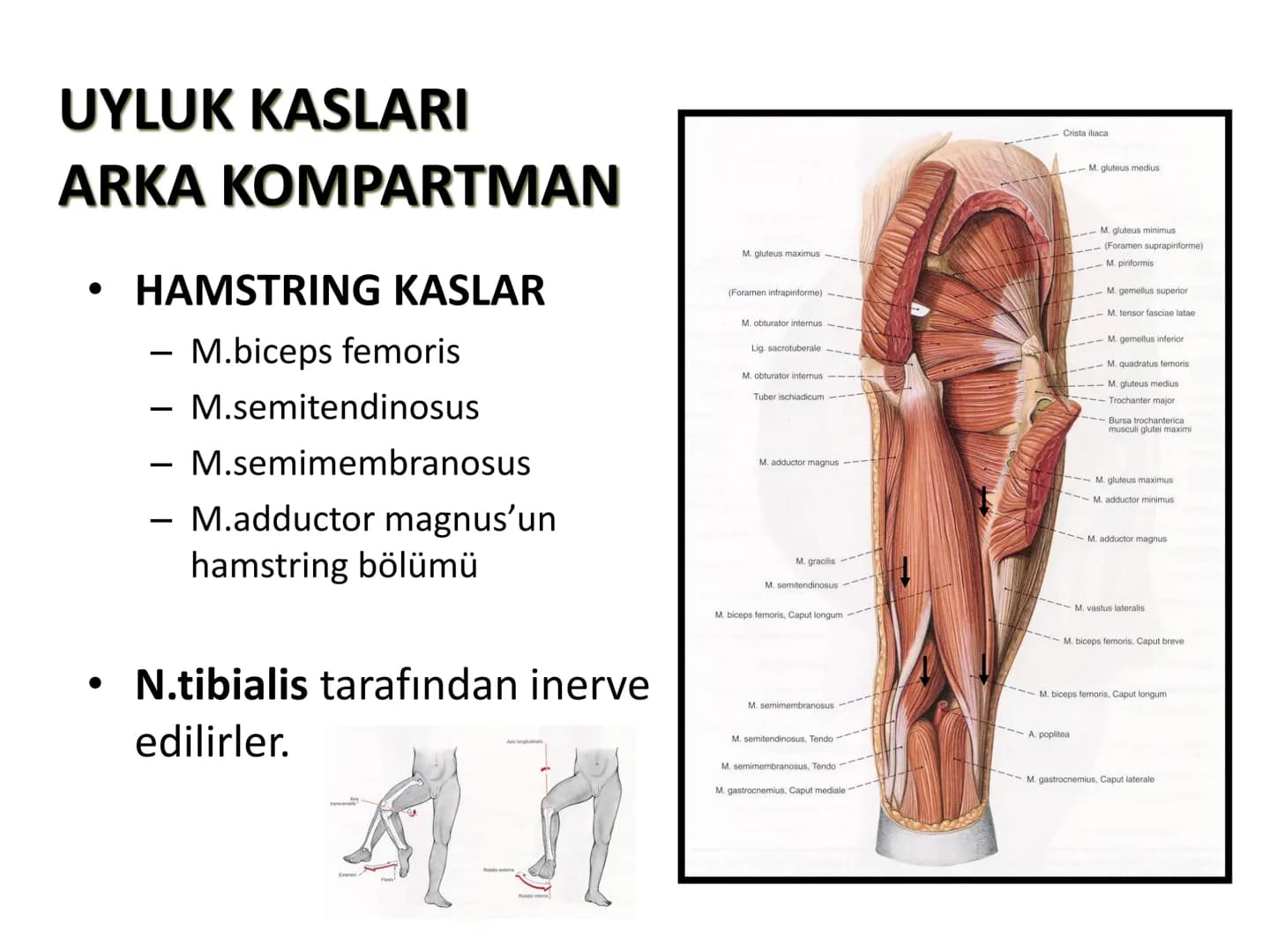 ALT TARAF KASLARI KALÇA KEMERİ KASLARI
ÖN GRUP
•
M.iliopsoas
-
-
-
- M.psoas major
⚫ Lumbal omurlardan başlar
M.iliacus
• Fossa iliaca'dan b