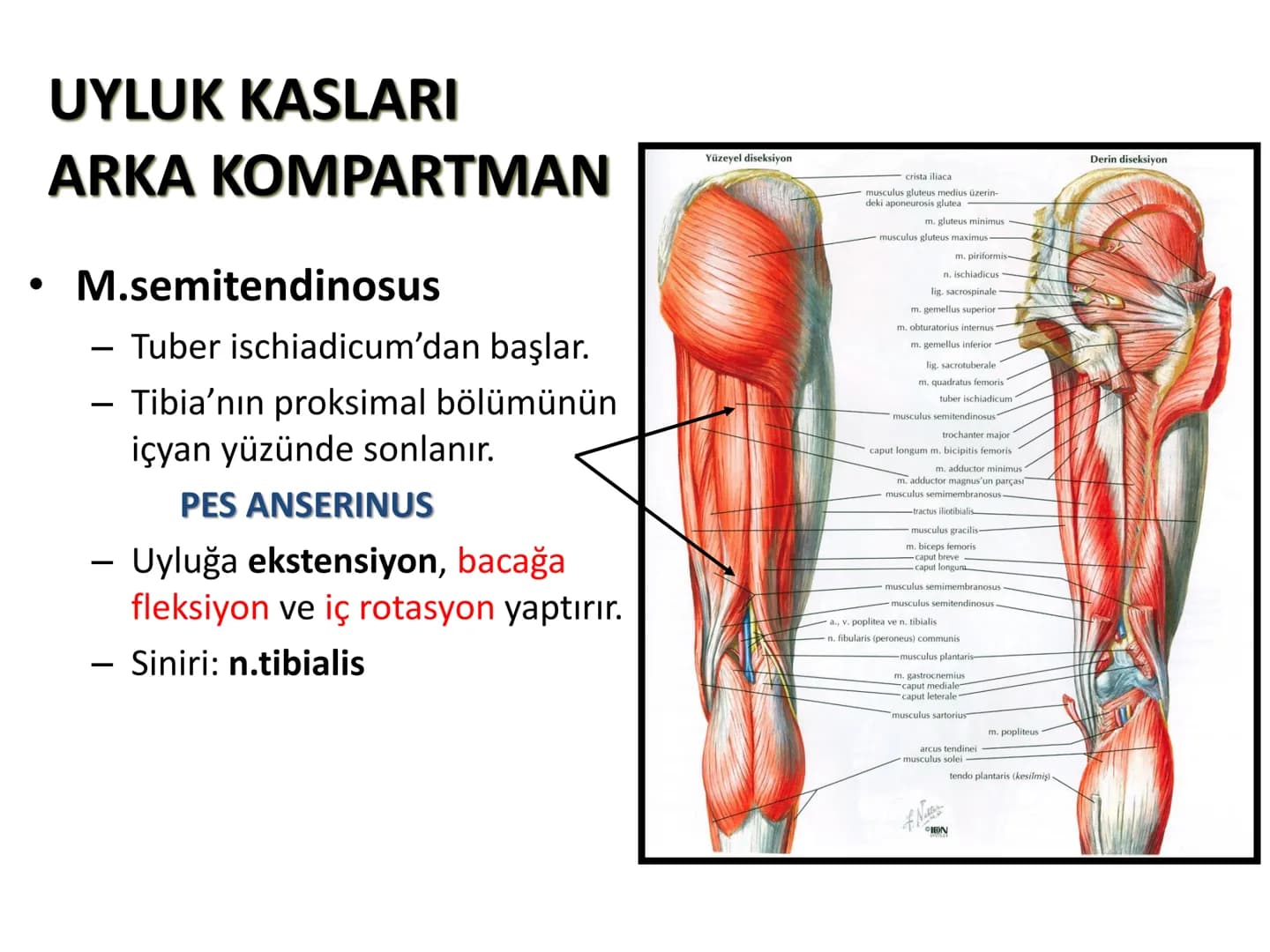 ALT TARAF KASLARI KALÇA KEMERİ KASLARI
ÖN GRUP
•
M.iliopsoas
-
-
-
- M.psoas major
⚫ Lumbal omurlardan başlar
M.iliacus
• Fossa iliaca'dan b