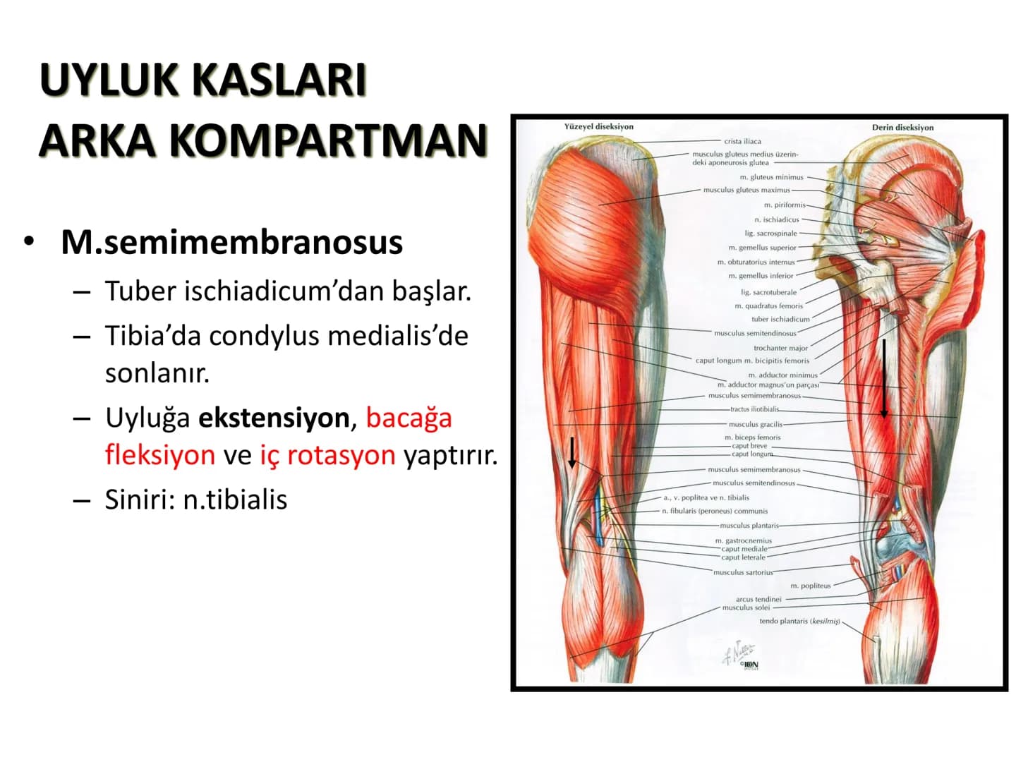 ALT TARAF KASLARI KALÇA KEMERİ KASLARI
ÖN GRUP
•
M.iliopsoas
-
-
-
- M.psoas major
⚫ Lumbal omurlardan başlar
M.iliacus
• Fossa iliaca'dan b