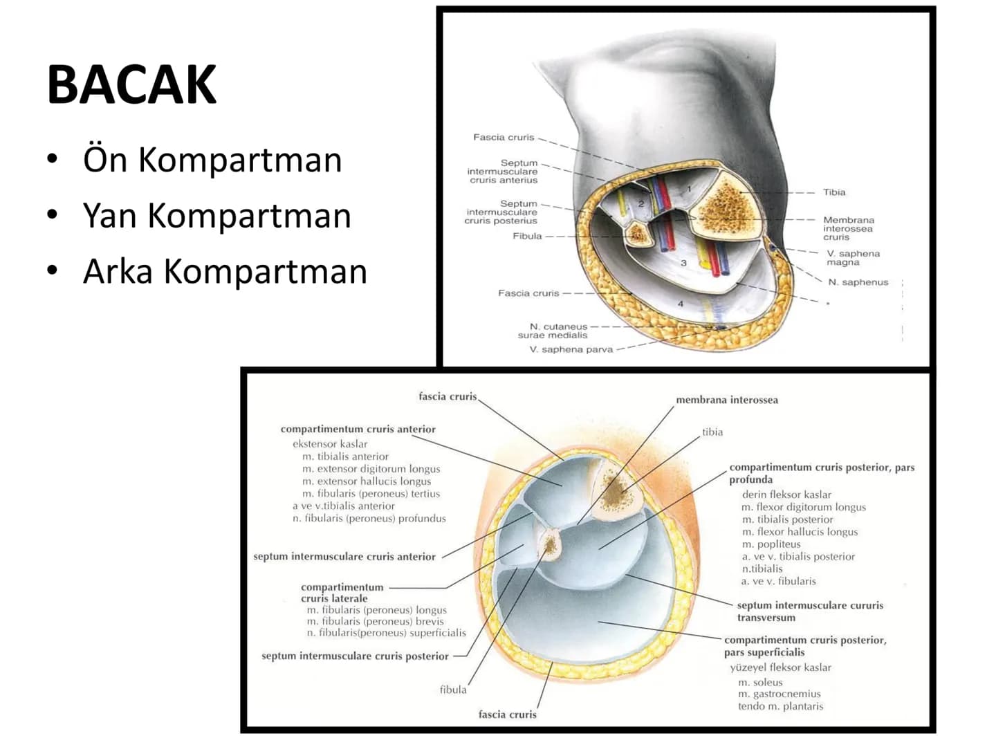 ALT TARAF KASLARI KALÇA KEMERİ KASLARI
ÖN GRUP
•
M.iliopsoas
-
-
-
- M.psoas major
⚫ Lumbal omurlardan başlar
M.iliacus
• Fossa iliaca'dan b