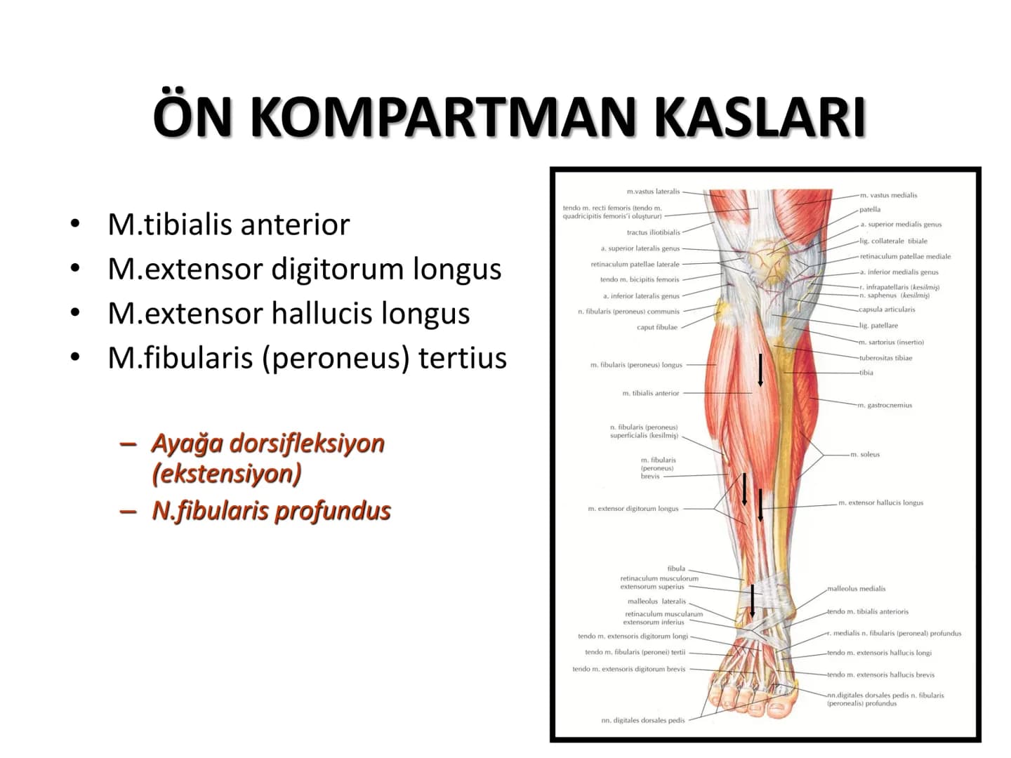 ALT TARAF KASLARI KALÇA KEMERİ KASLARI
ÖN GRUP
•
M.iliopsoas
-
-
-
- M.psoas major
⚫ Lumbal omurlardan başlar
M.iliacus
• Fossa iliaca'dan b