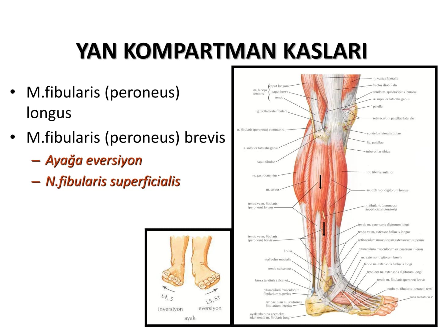ALT TARAF KASLARI KALÇA KEMERİ KASLARI
ÖN GRUP
•
M.iliopsoas
-
-
-
- M.psoas major
⚫ Lumbal omurlardan başlar
M.iliacus
• Fossa iliaca'dan b