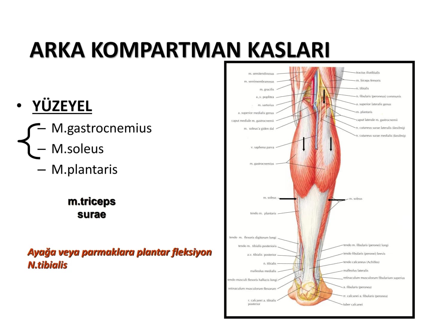 ALT TARAF KASLARI KALÇA KEMERİ KASLARI
ÖN GRUP
•
M.iliopsoas
-
-
-
- M.psoas major
⚫ Lumbal omurlardan başlar
M.iliacus
• Fossa iliaca'dan b