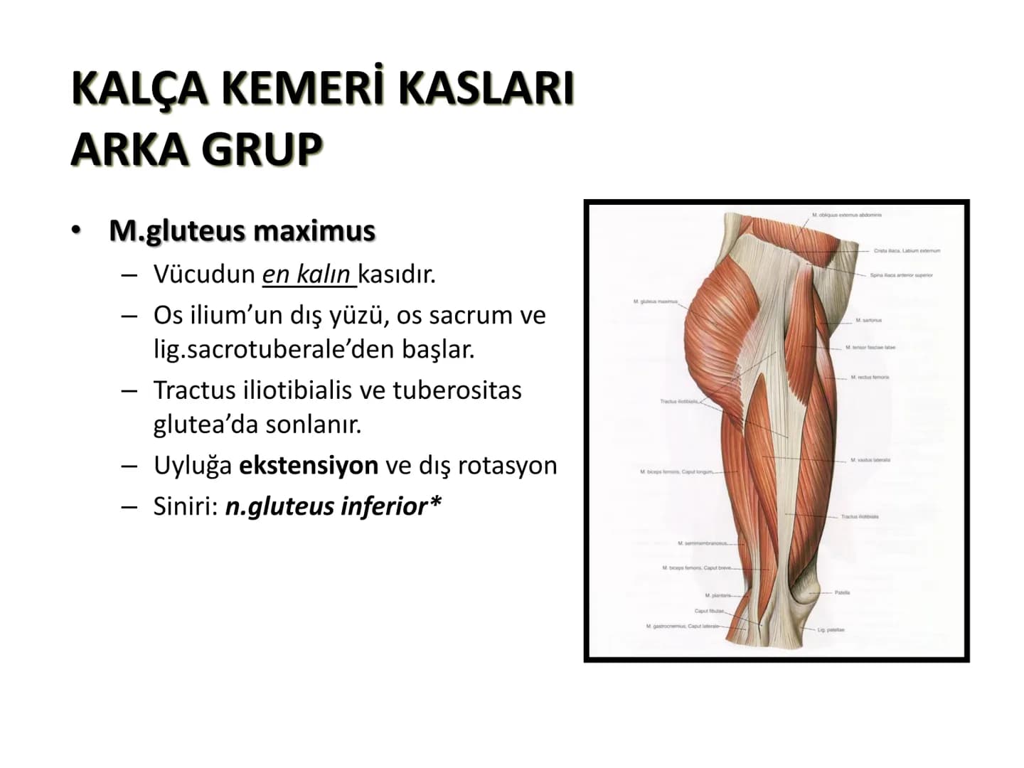 ALT TARAF KASLARI KALÇA KEMERİ KASLARI
ÖN GRUP
•
M.iliopsoas
-
-
-
- M.psoas major
⚫ Lumbal omurlardan başlar
M.iliacus
• Fossa iliaca'dan b