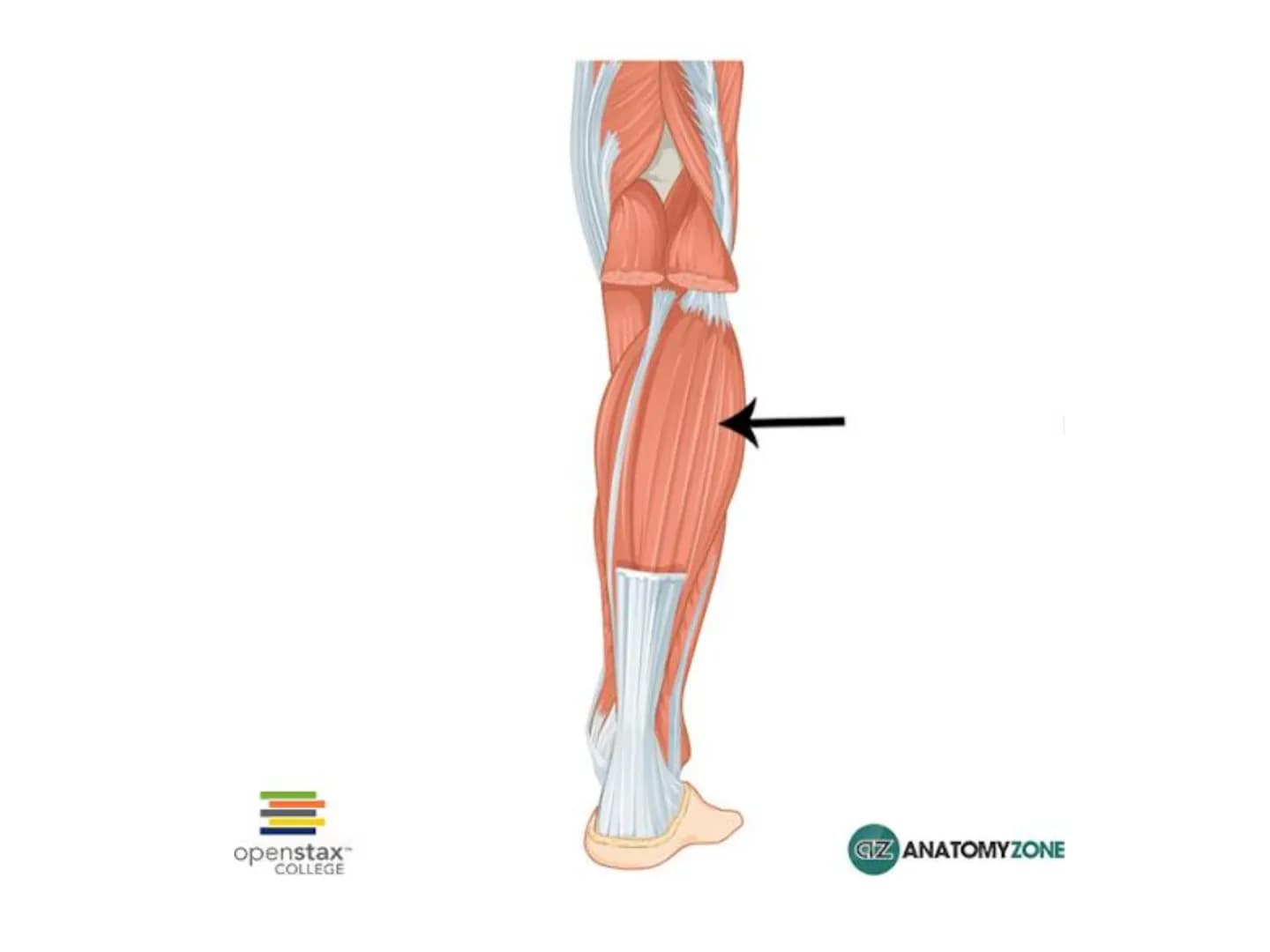 ALT TARAF KASLARI KALÇA KEMERİ KASLARI
ÖN GRUP
•
M.iliopsoas
-
-
-
- M.psoas major
⚫ Lumbal omurlardan başlar
M.iliacus
• Fossa iliaca'dan b