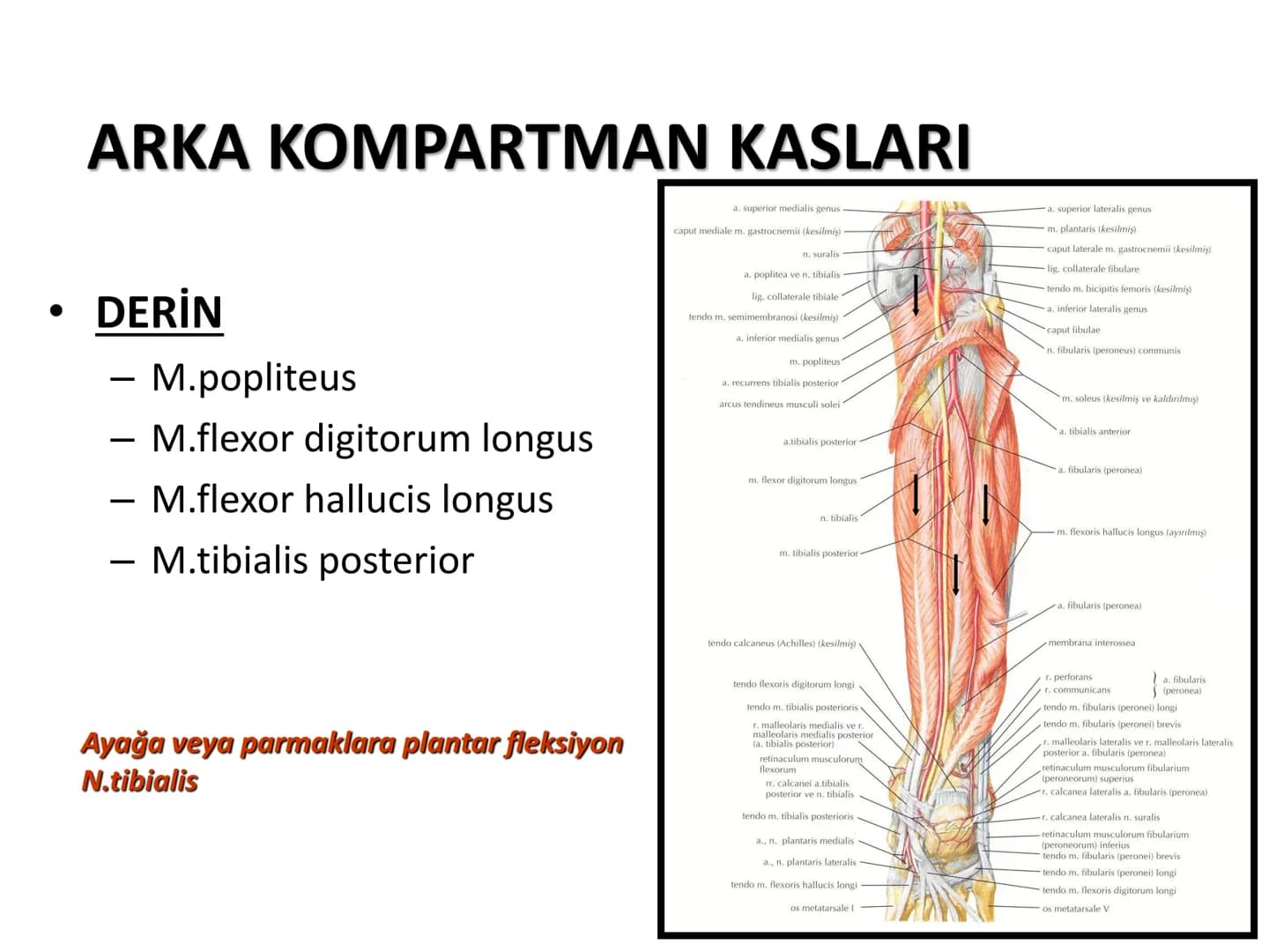 ALT TARAF KASLARI KALÇA KEMERİ KASLARI
ÖN GRUP
•
M.iliopsoas
-
-
-
- M.psoas major
⚫ Lumbal omurlardan başlar
M.iliacus
• Fossa iliaca'dan b
