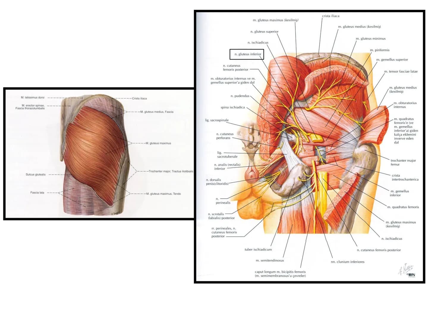 ALT TARAF KASLARI KALÇA KEMERİ KASLARI
ÖN GRUP
•
M.iliopsoas
-
-
-
- M.psoas major
⚫ Lumbal omurlardan başlar
M.iliacus
• Fossa iliaca'dan b