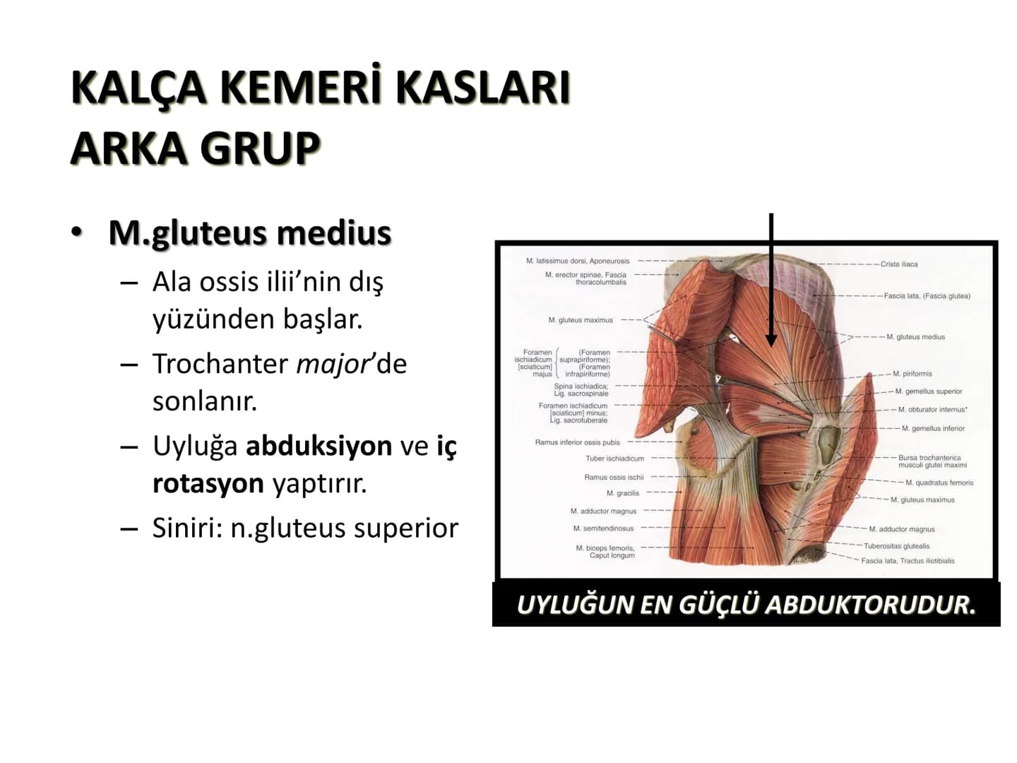 ALT TARAF KASLARI KALÇA KEMERİ KASLARI
ÖN GRUP
•
M.iliopsoas
-
-
-
- M.psoas major
⚫ Lumbal omurlardan başlar
M.iliacus
• Fossa iliaca'dan b
