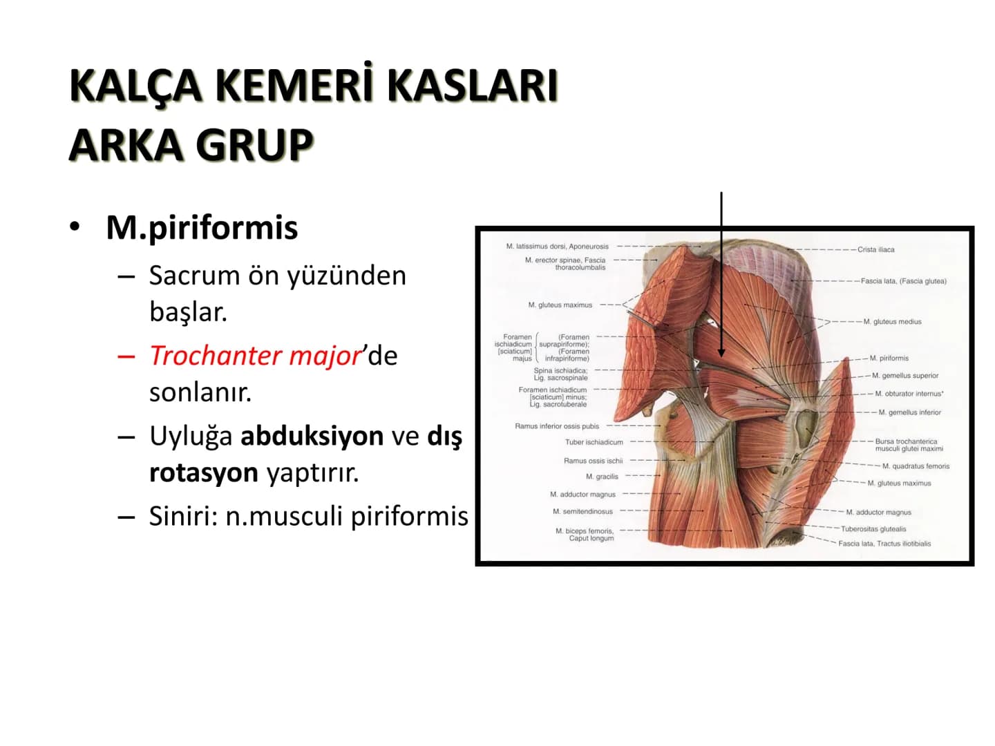 ALT TARAF KASLARI KALÇA KEMERİ KASLARI
ÖN GRUP
•
M.iliopsoas
-
-
-
- M.psoas major
⚫ Lumbal omurlardan başlar
M.iliacus
• Fossa iliaca'dan b