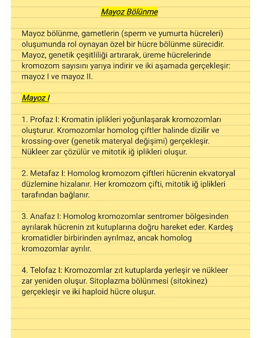 10.SINIF - MAYOZ BÖLÜNME 
