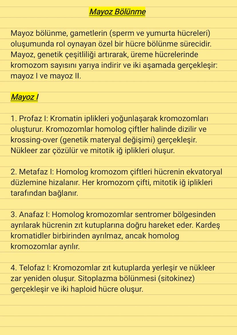 Mayoz Bölünme
Mayoz bölünme, gametlerin (sperm ve yumurta hücreleri)
oluşumunda rol oynayan özel bir hücre bölünme sürecidir.
Mayoz, genetik