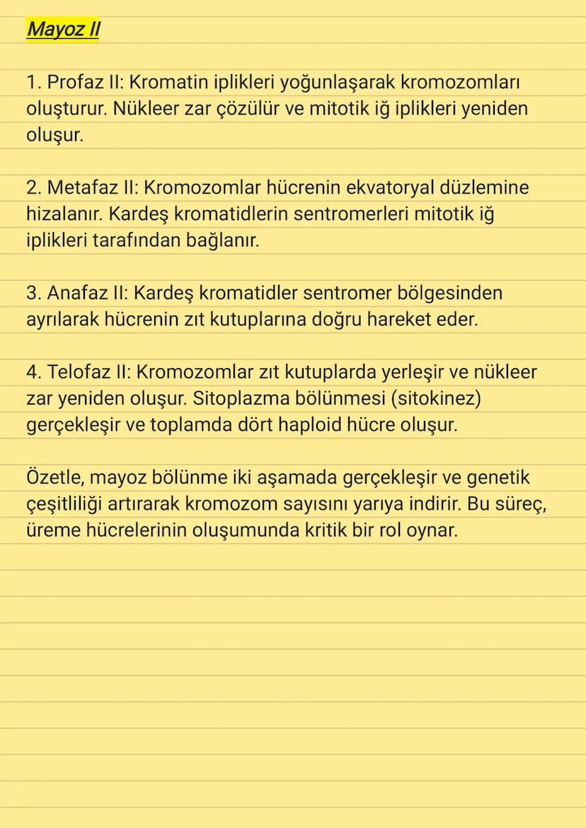 Mayoz Bölünme
Mayoz bölünme, gametlerin (sperm ve yumurta hücreleri)
oluşumunda rol oynayan özel bir hücre bölünme sürecidir.
Mayoz, genetik