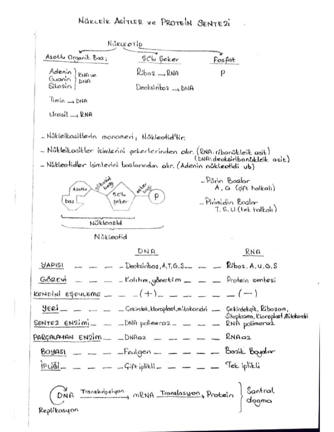 Nukleik asitler ve protein sentezi