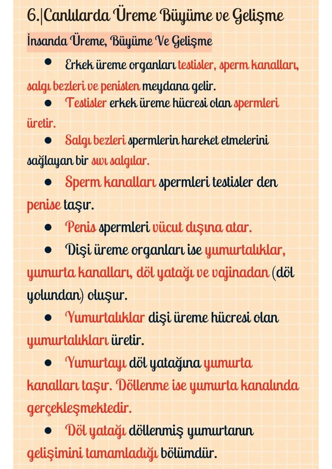 6. Canlılarda Üreme Büyüme ve Gelişme
İnsanda Üreme, Büyüme ve Gelişme
Erkek üreme organları testisler, sperm kanalları,
salgi bezleri ve pe