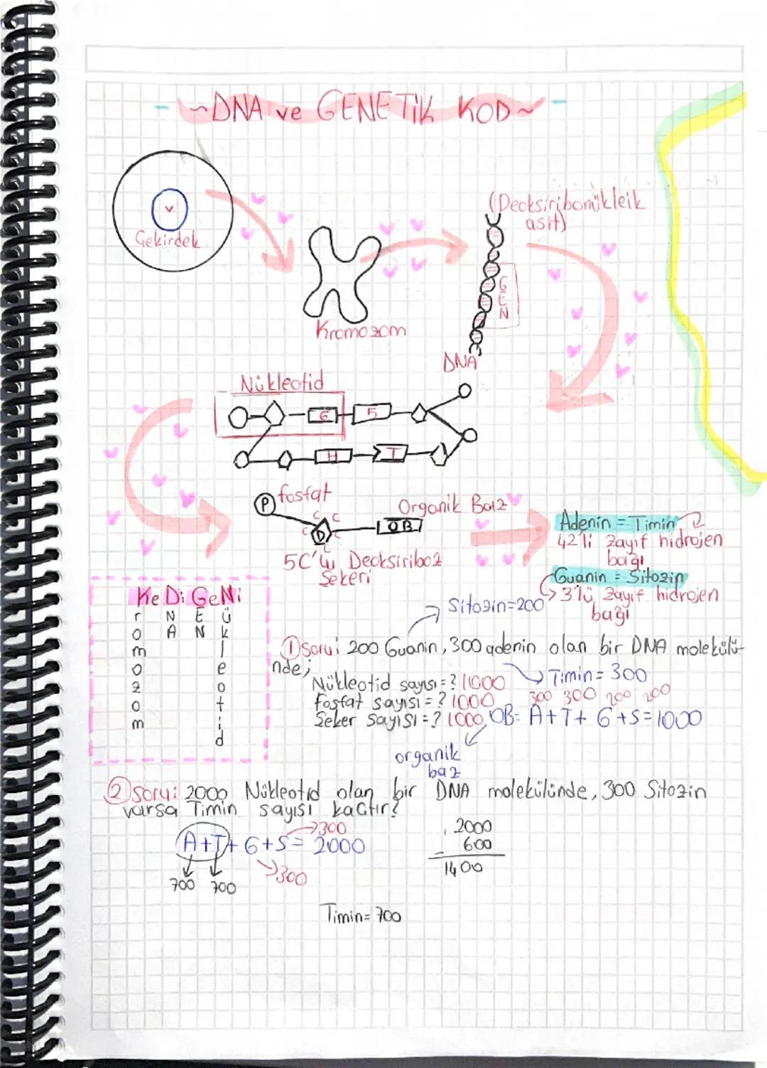 --- OCR Start ---
--DNA ve GENETIK KOD~

(Decksiribomikleik
asit)

Gekirdek

Nükleotid

Kromosom

ΔΝΑ

V

Ke Di GeNi

NEU
AN
r
ukleotid

fos
