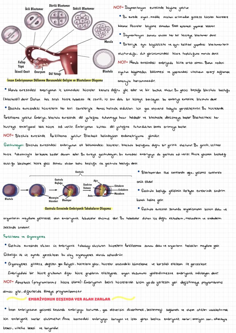  ÜREME SİSTEMİ
İNSANDA ÜREME SİSTEMİ
İnsan da üreme sistemi, sinir sistemi ve hormonal sistemin etkisi altındadır. Üreme organları kadın ve 