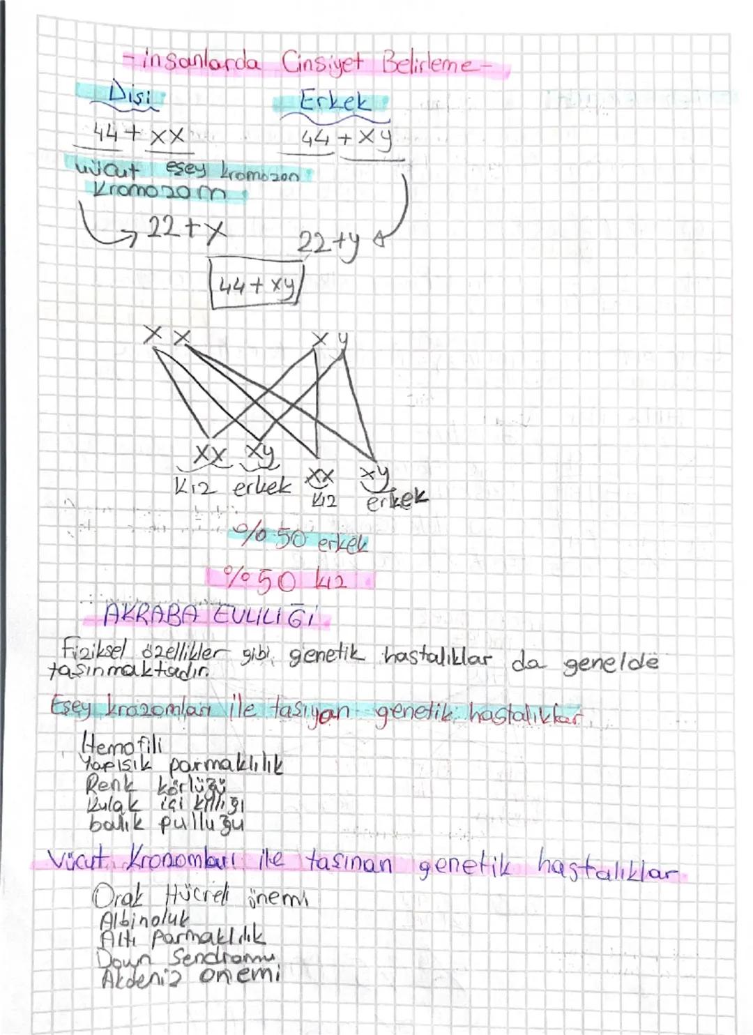 8. SINIF FEN BİLİMLERİ İNSANLARDA CİNSİYET BELİRLEME KONUSU