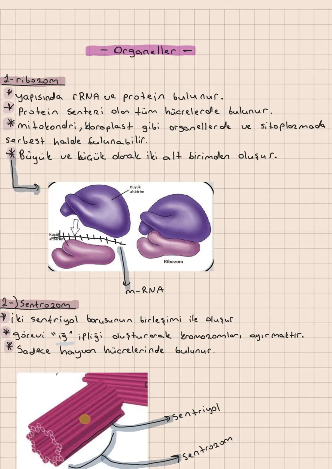 - Organeller -
1-ri6020m
*
+
yapısında rRNA ve protein bulunur.
Protein Senteri olan tüm hücrelerde bulunur.
* mitokondri, kloroplast gibi o