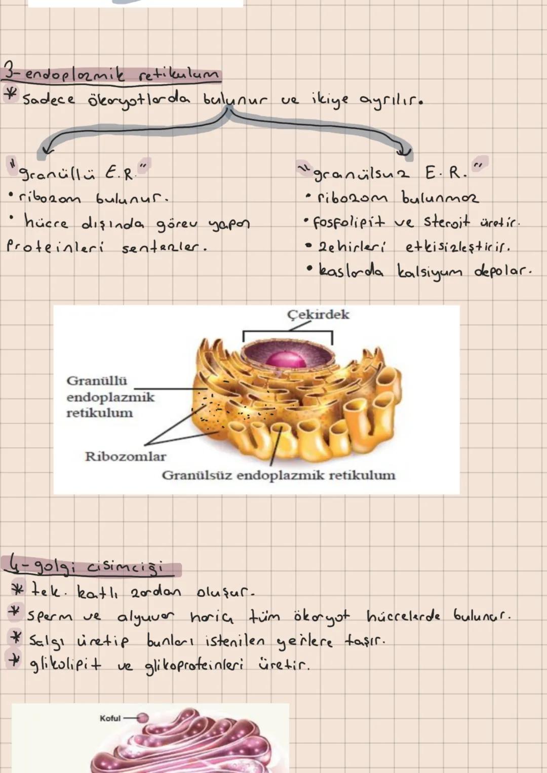 - Organeller -
1-ri6020m
*
+
yapısında rRNA ve protein bulunur.
Protein Senteri olan tüm hücrelerde bulunur.
* mitokondri, kloroplast gibi o