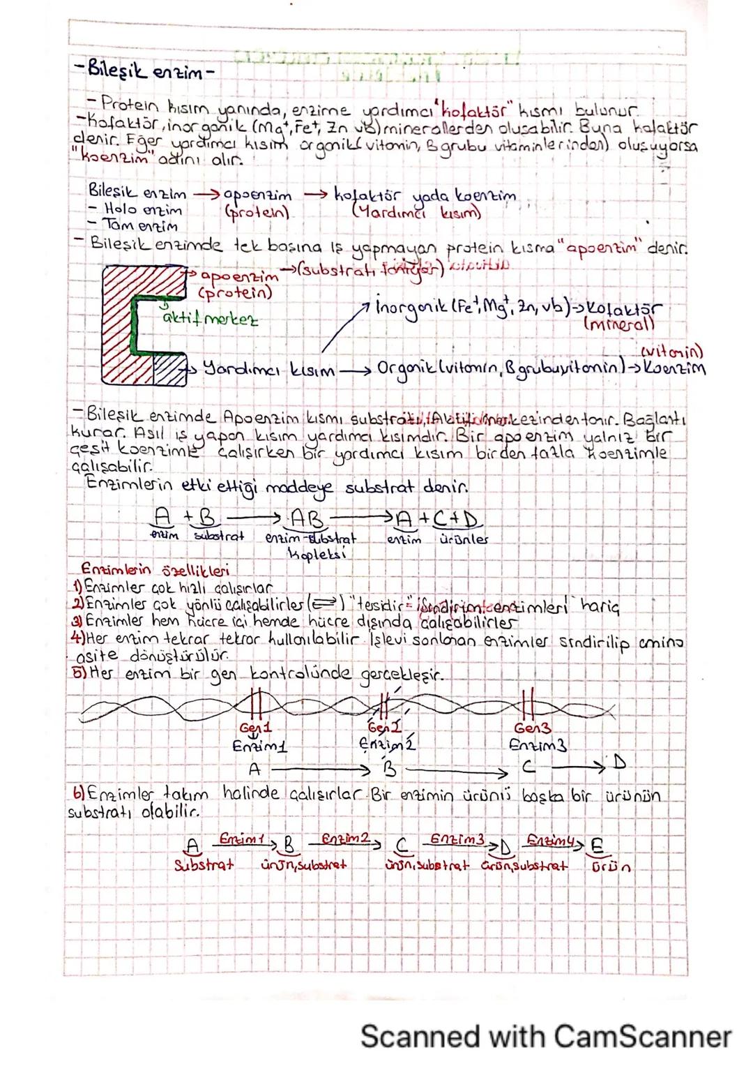 Enzimlerin Yapısı ve Özellikleri 9. Sınıf: Bileşik ve Basit Enzim Nedir?