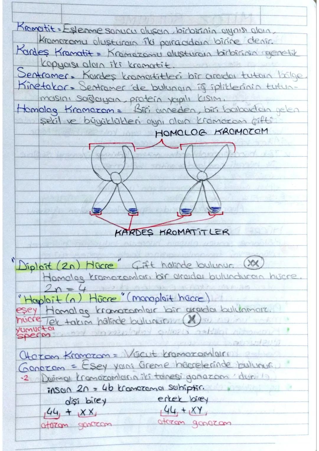 1.UNITE
HÜCRE BOLUNME LERI
Tüm canlılar hücresel yapıya sahiptic.
✓ Hücreler kendilerinden önceki hücrelerin bölünmesiyle oluşur
✓Canlılarda