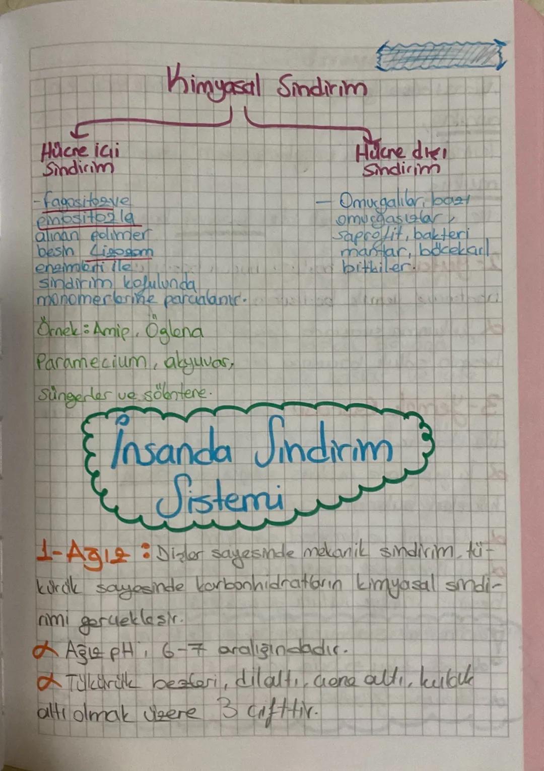 Sindirim Sistemi
Protein
bonhidratin hidrolizi
★Polimer maddelerin suve enzimlerle monomer
lerine parcalanmasina sindirim denir.
Mekanik Sin