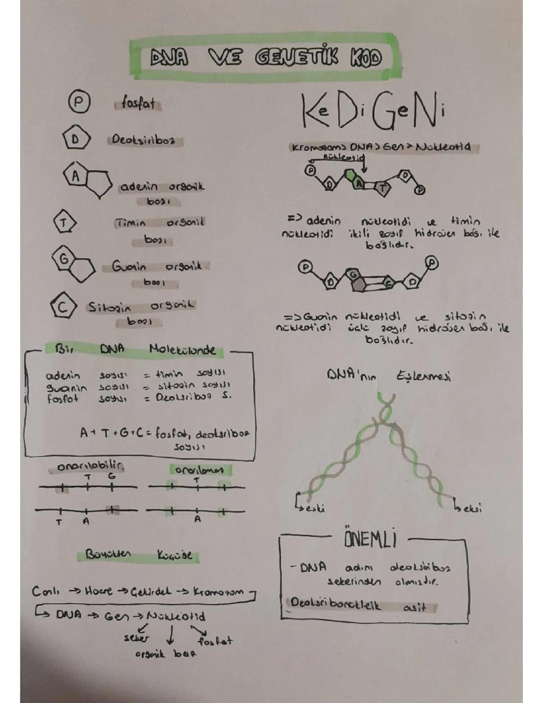 8. Sınıf Fen Bilimleri Ders Notları - Konu Anlatımı ve Özetler