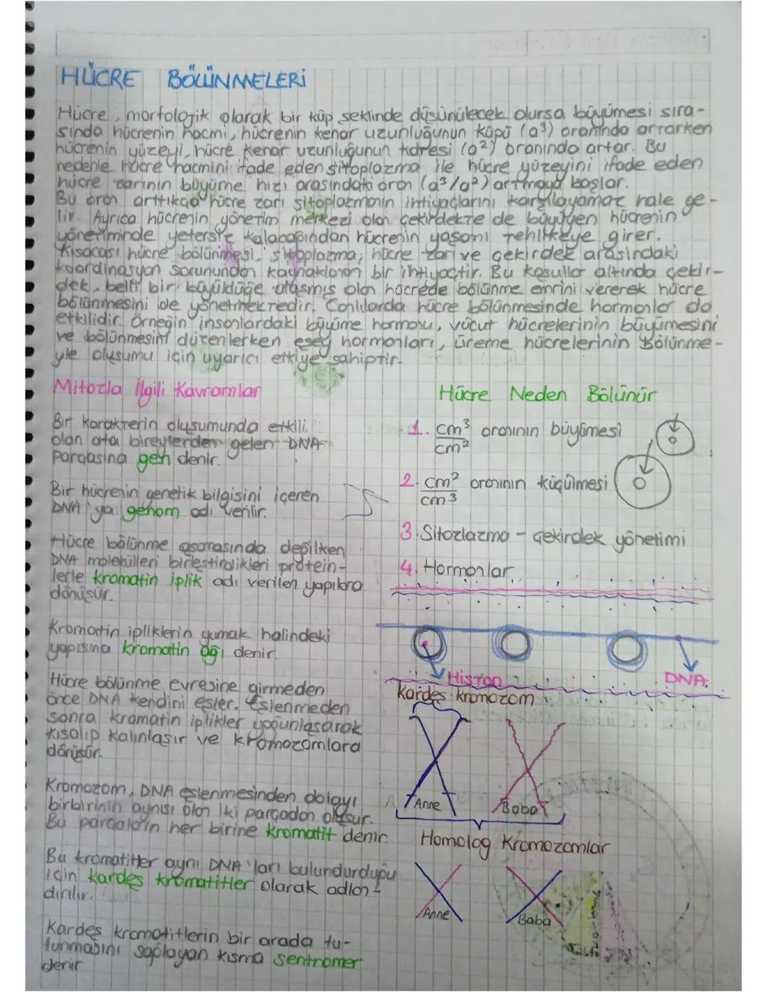 TYT Biyoloji Hücre Bölünmeleri Ve Üreme 