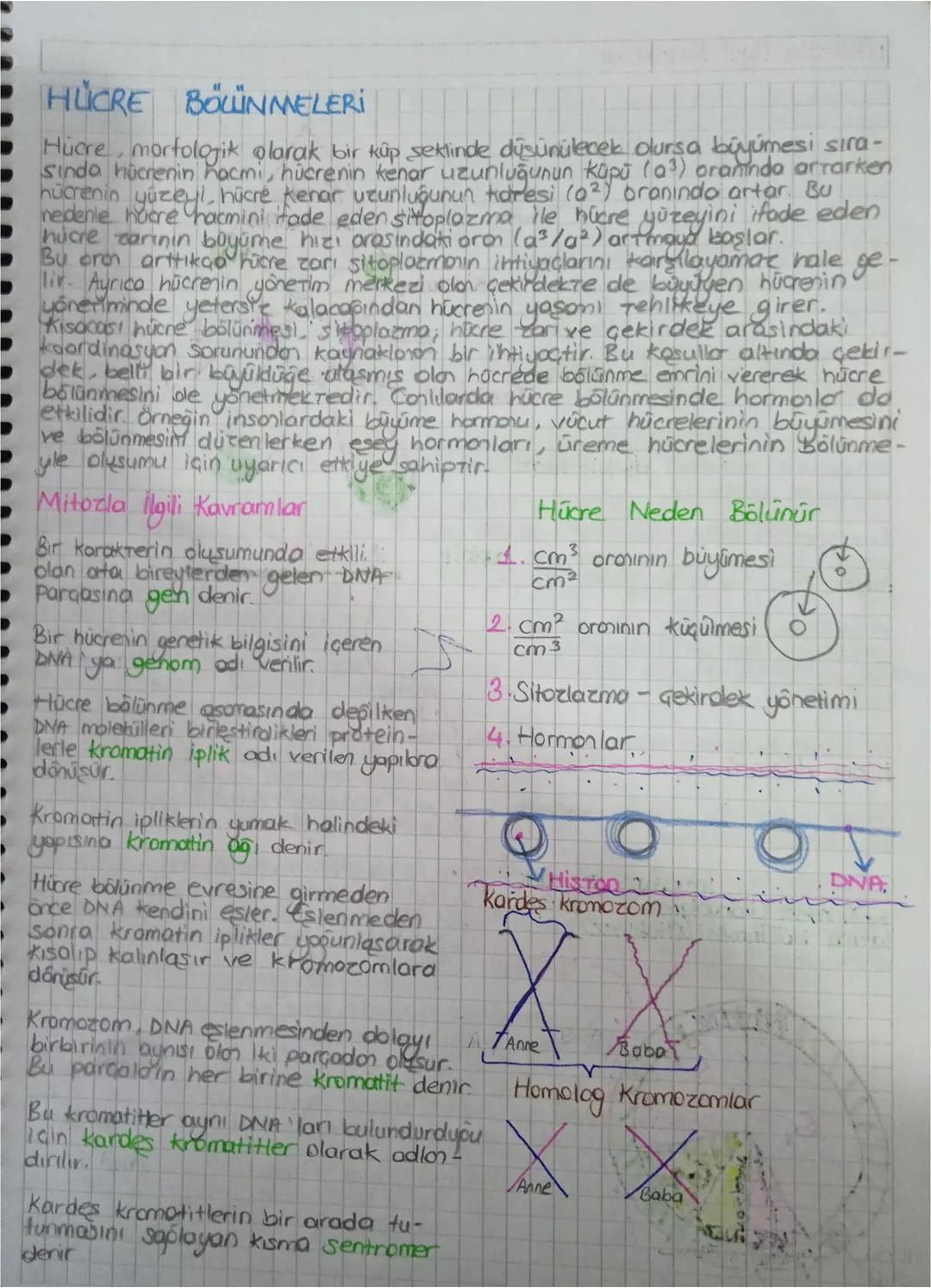 HÜCRE
BÖLÜNMELERİ
Hücre, morfologik olarak bir küp şeklinde düşünülecek olursa büyümesi sıra-
sinda hücrenin hacmi, hücrenin kenar uzunluğun