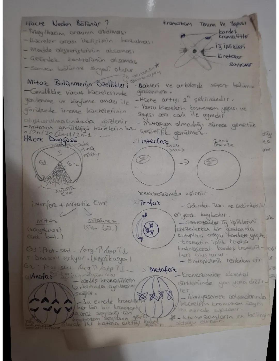 Mitoz Ve Mayoz Bölünme