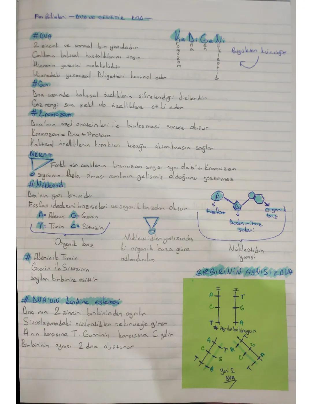 8. Sınıf fen bilimleri DNA genetik kod ve kalıtım.