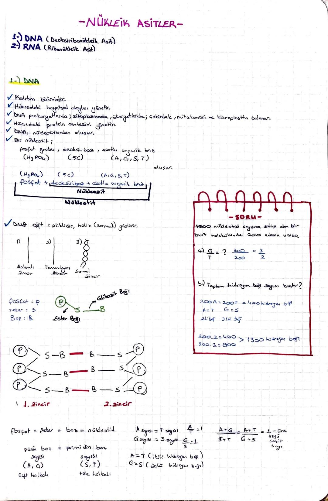 -NÜKLEİK ASİTLER-
1) DNA (Deoksiribonukleik Asit)
2) RNA (Ribonukleik Asit)
1-) DNA
✓ Kalıtım birimidir.
✓ Hücredeki hayatsal olayları yönet