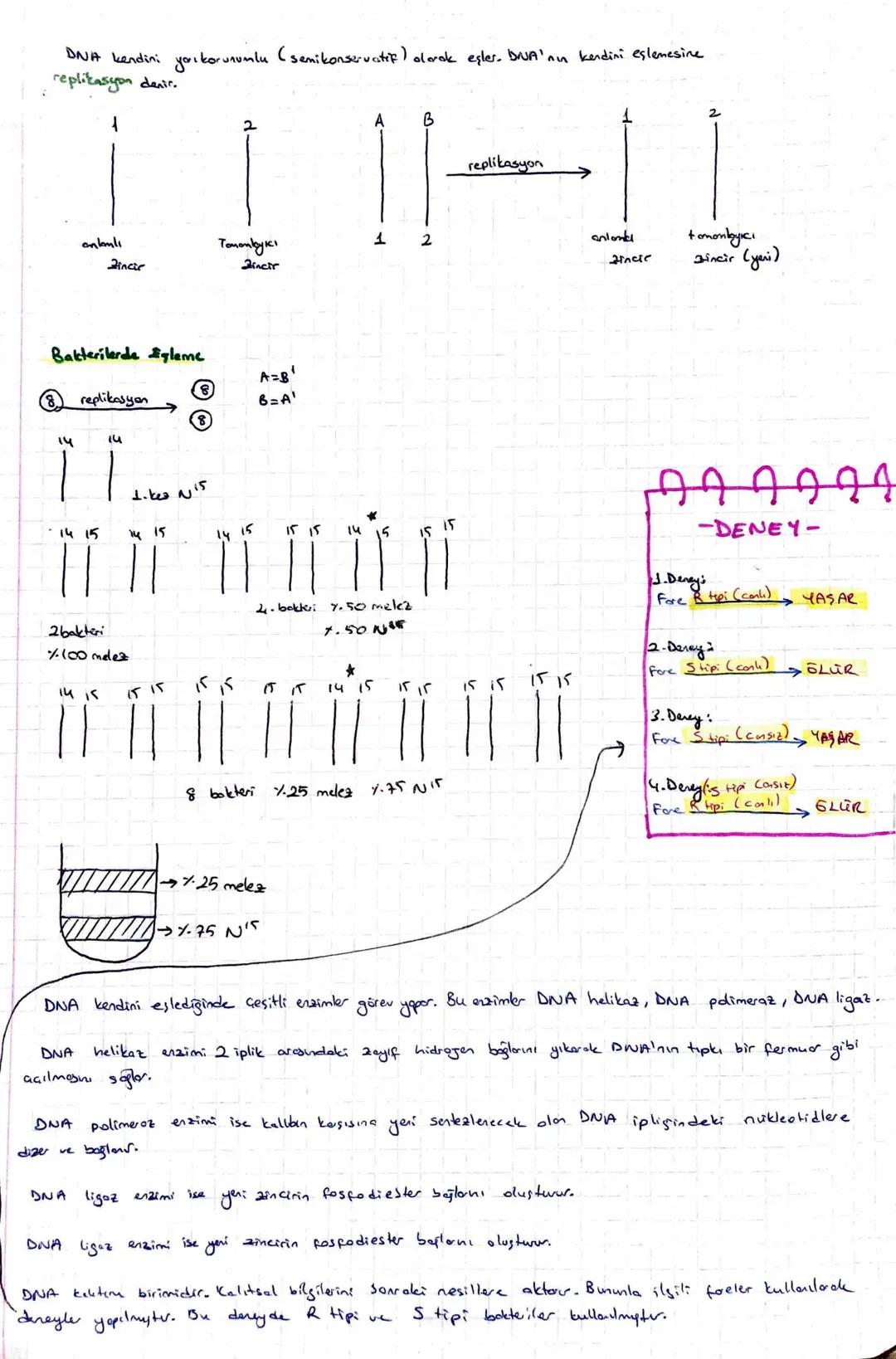 -NÜKLEİK ASİTLER-
1) DNA (Deoksiribonukleik Asit)
2) RNA (Ribonukleik Asit)
1-) DNA
✓ Kalıtım birimidir.
✓ Hücredeki hayatsal olayları yönet