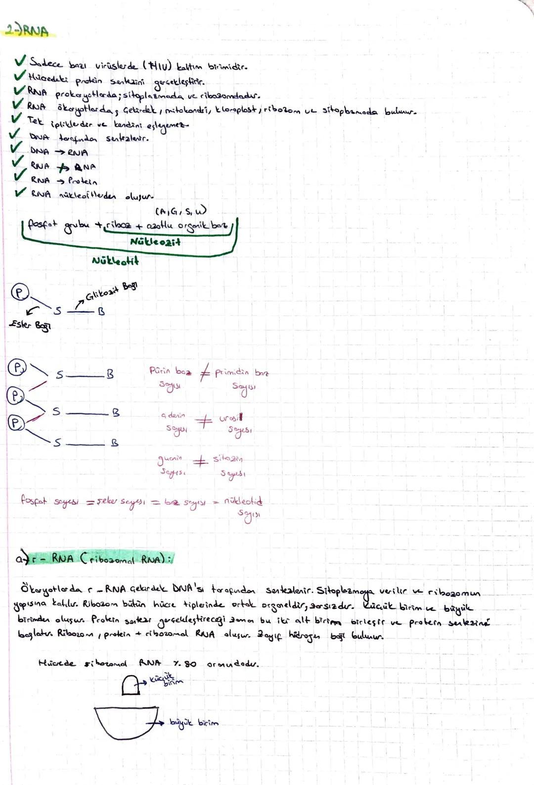 -NÜKLEİK ASİTLER-
1) DNA (Deoksiribonukleik Asit)
2) RNA (Ribonukleik Asit)
1-) DNA
✓ Kalıtım birimidir.
✓ Hücredeki hayatsal olayları yönet