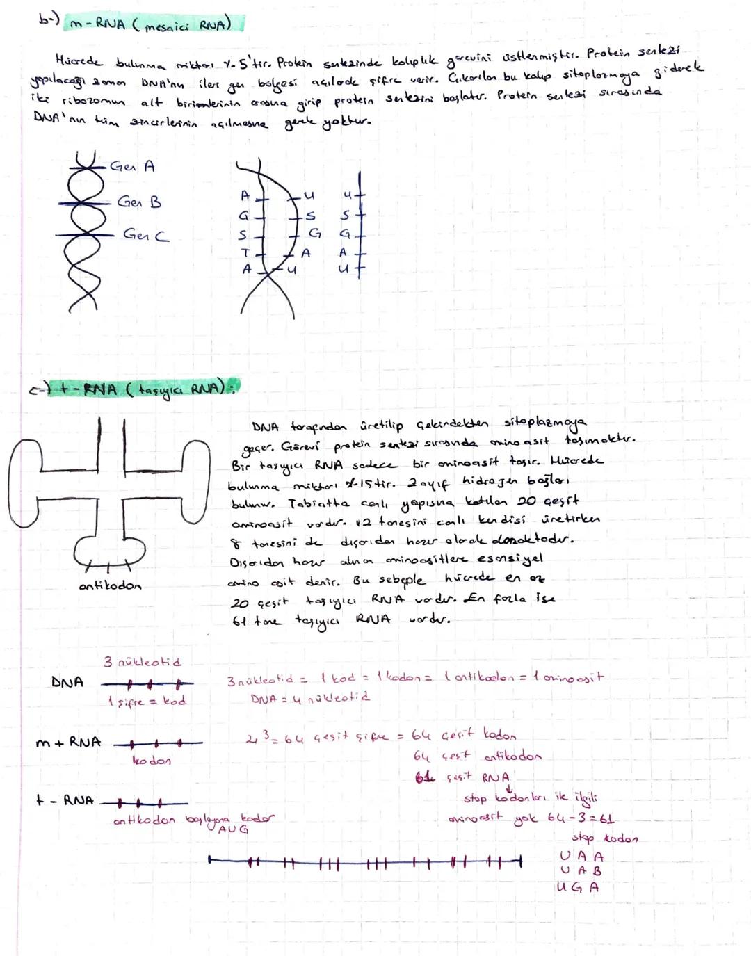 -NÜKLEİK ASİTLER-
1) DNA (Deoksiribonukleik Asit)
2) RNA (Ribonukleik Asit)
1-) DNA
✓ Kalıtım birimidir.
✓ Hücredeki hayatsal olayları yönet