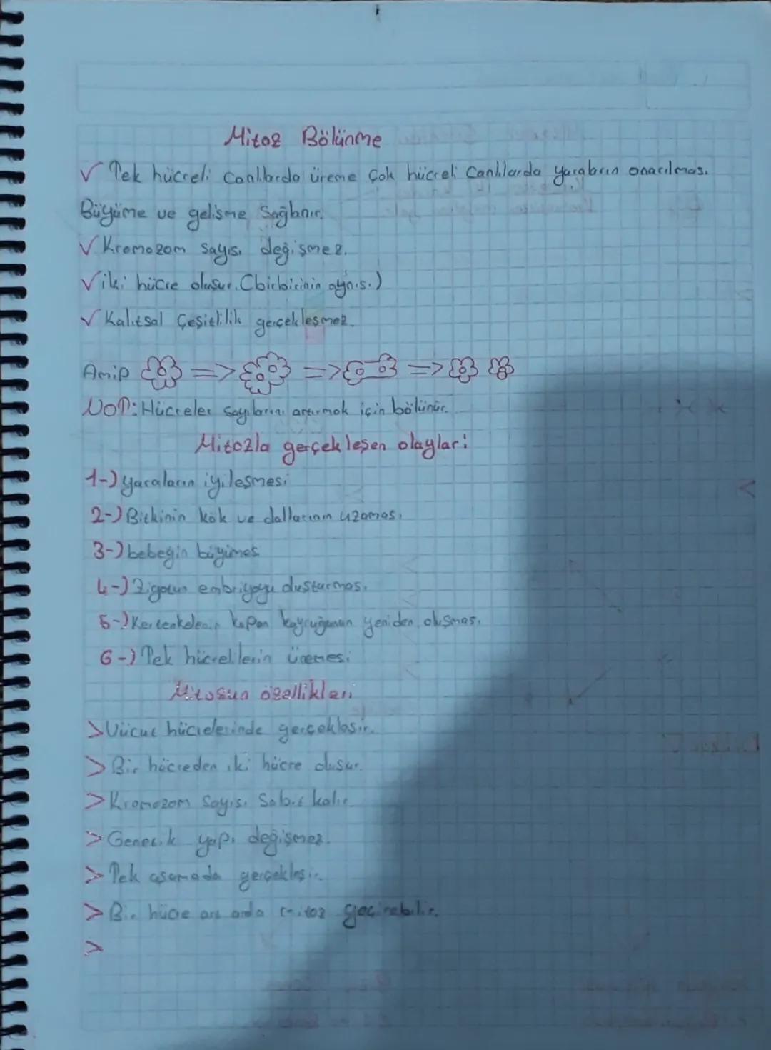 7. Sınıf Mitoz Bölünme: Özellikler, Olaylar ve Konu Özeti
