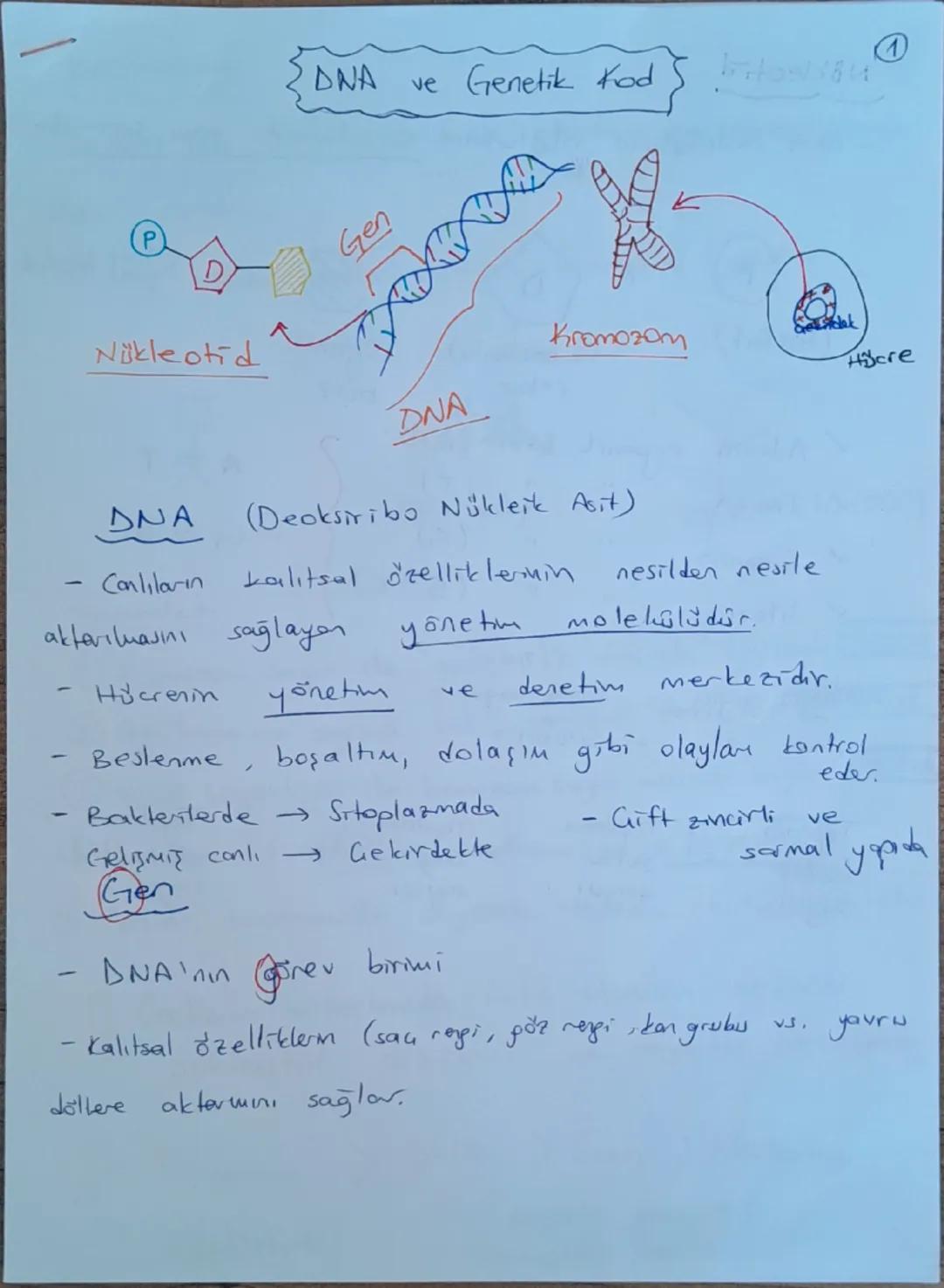 # DNA ve Genetik Kod

```


```

Nükleotid

```

Gen

```

DNA

```

Kromozom

```

Hücre

```

## DNA (Deoksiribo Nükleik Asit)

- Canlılar