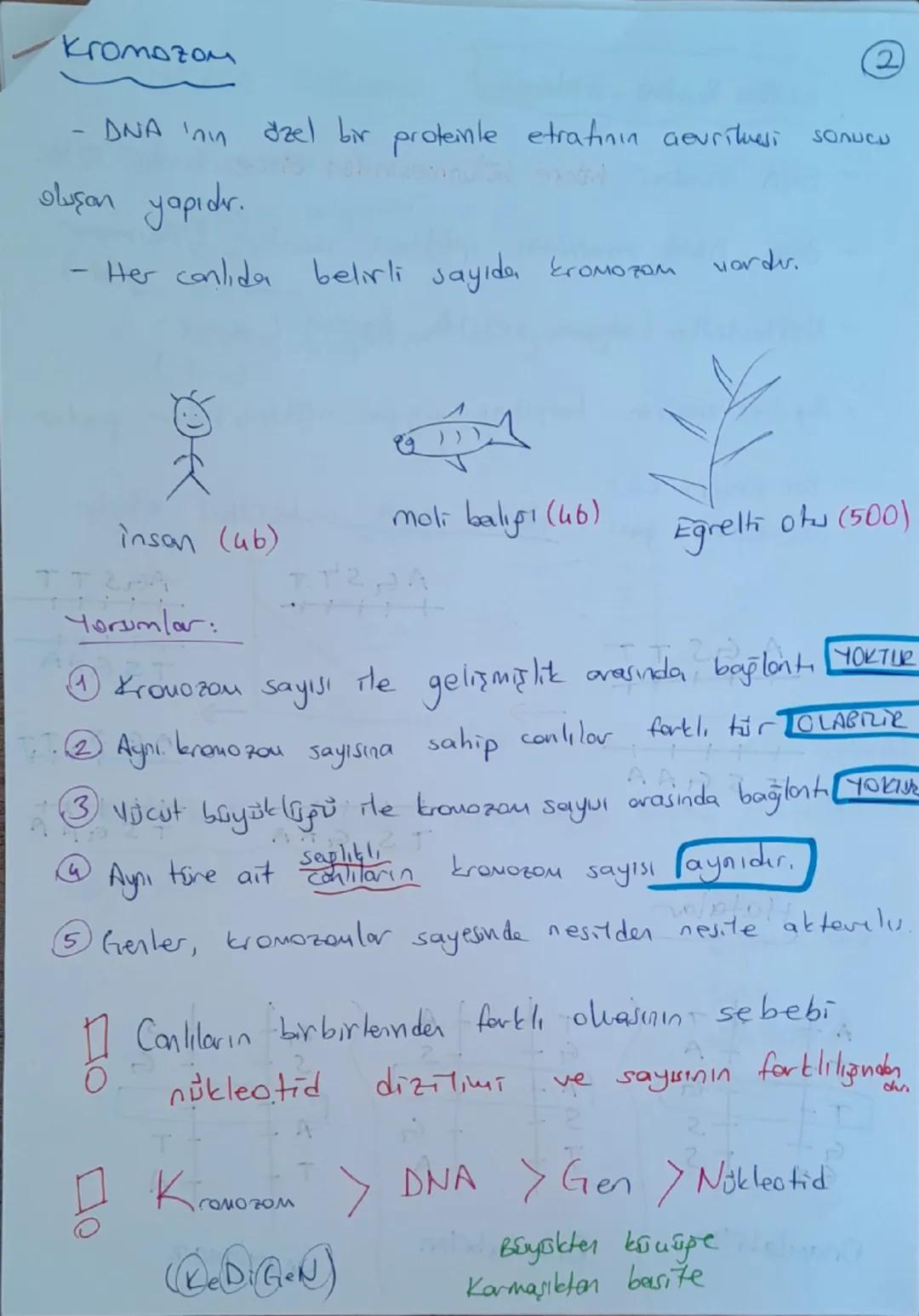 # DNA ve Genetik Kod

```


```

Nükleotid

```

Gen

```

DNA

```

Kromozom

```

Hücre

```

## DNA (Deoksiribo Nükleik Asit)

- Canlılar