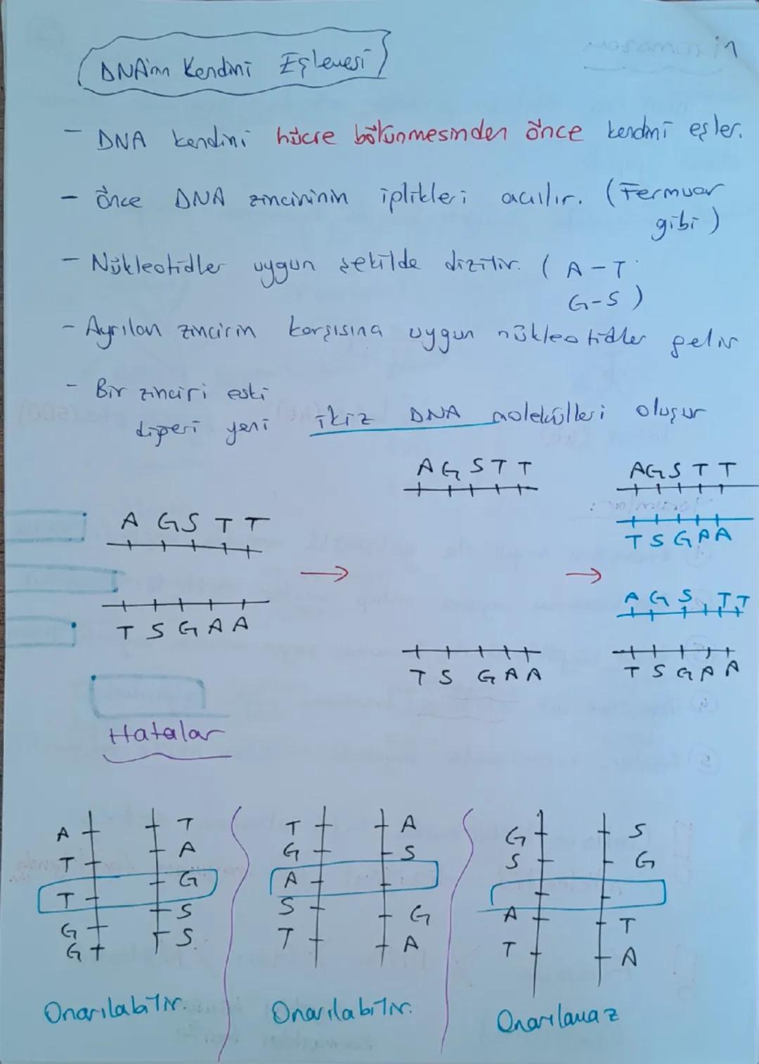 # DNA ve Genetik Kod

```


```

Nükleotid

```

Gen

```

DNA

```

Kromozom

```

Hücre

```

## DNA (Deoksiribo Nükleik Asit)

- Canlılar