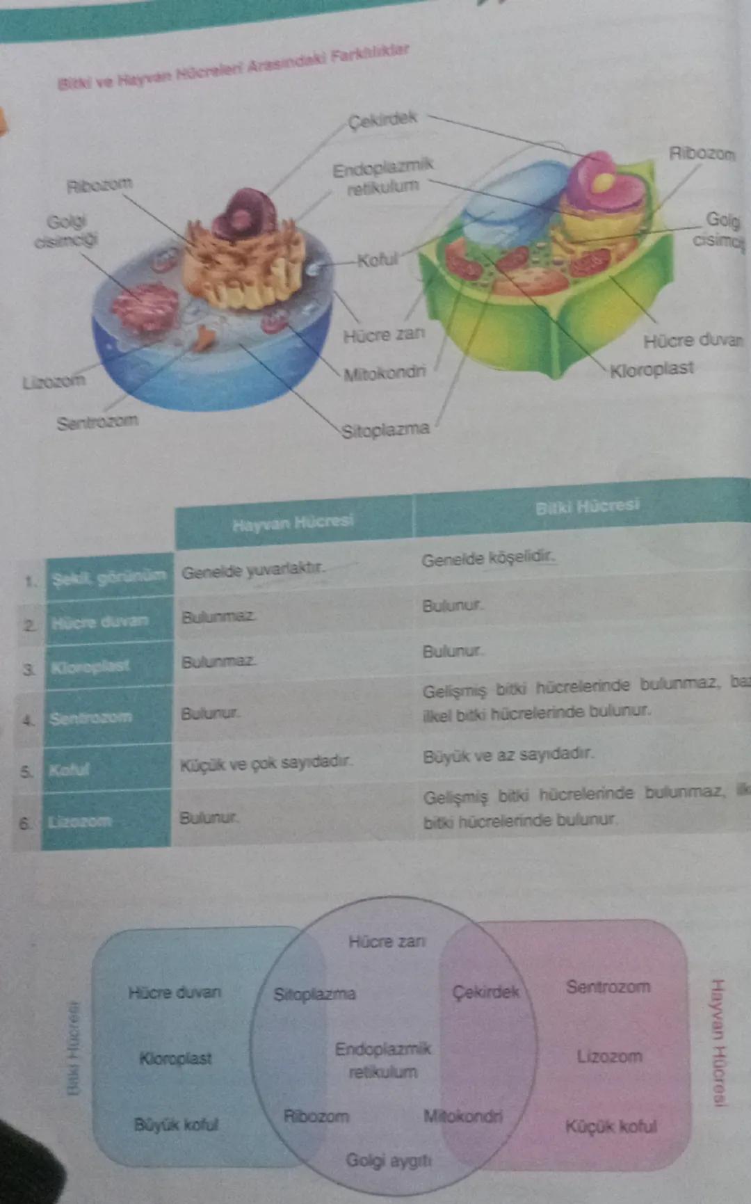 Bitki ve Hayvan Hücresi Arasındaki Temel Farklar