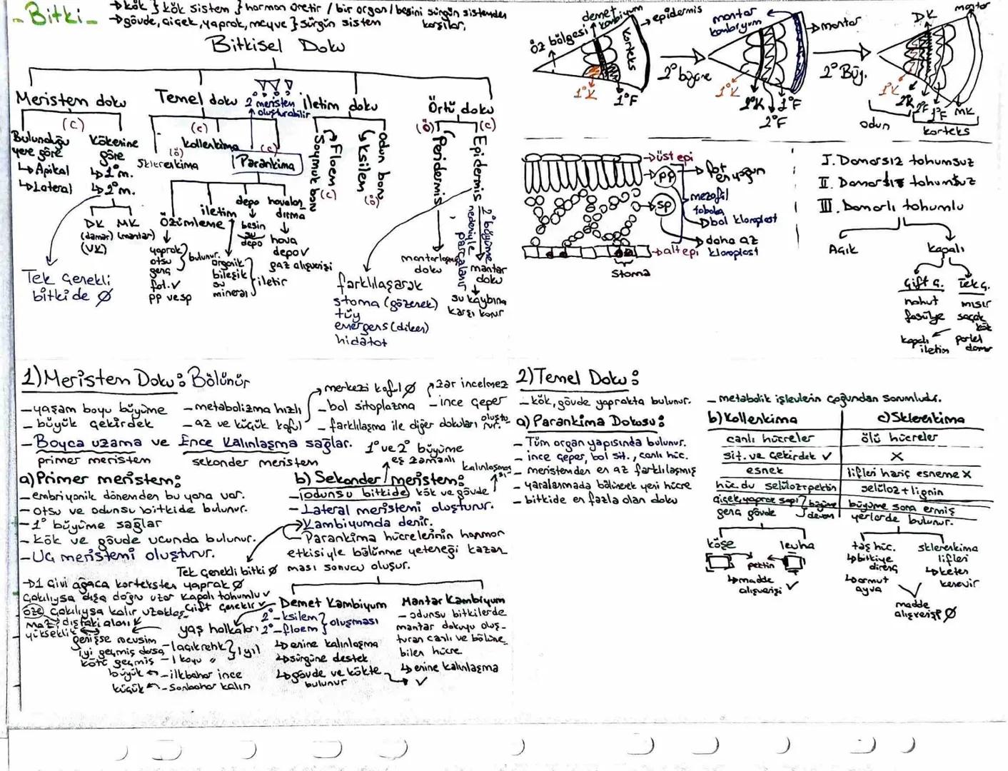 -Bitki- $\rightarrow$ kök kök sisten & hormon Oretir / bir organ / begini süngün sistender
karşılar,
Bitki gövde, çiçek, Yaprak, meque } sür